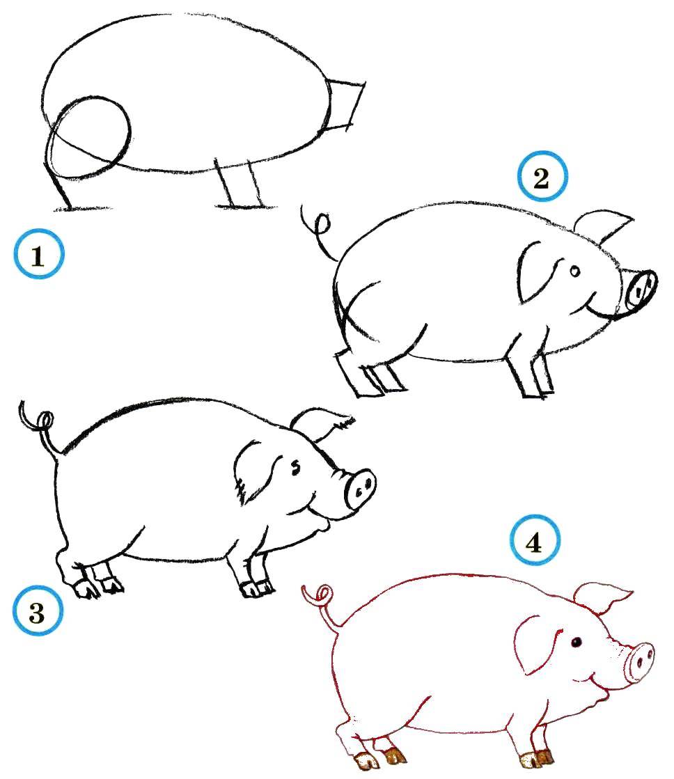 Раскраски Раскраска Рисуем поэтапно свинку как нарисовать поэтапно животных,  скачать распечатать раскраски.