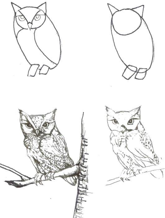 Название: Раскраска Рисуем совушку. Категория: как нарисовать поэтапно животных. Теги: Птицы, сова.
