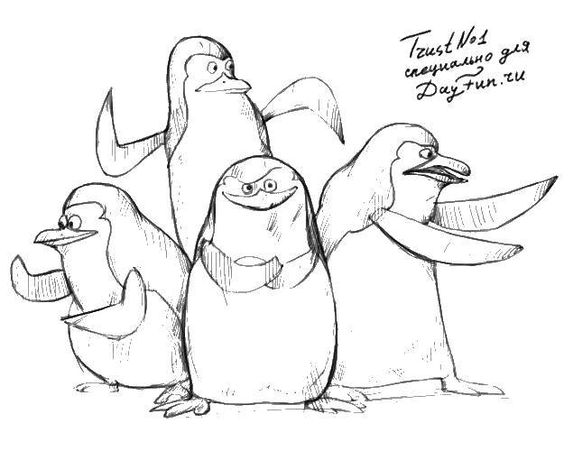 Розмальовки  Малюнок пінгвінів. Завантажити розмальовку пінгвіни, малюнок, Шкіпер.  Роздрукувати ,як намалювати поетапно олівцем,