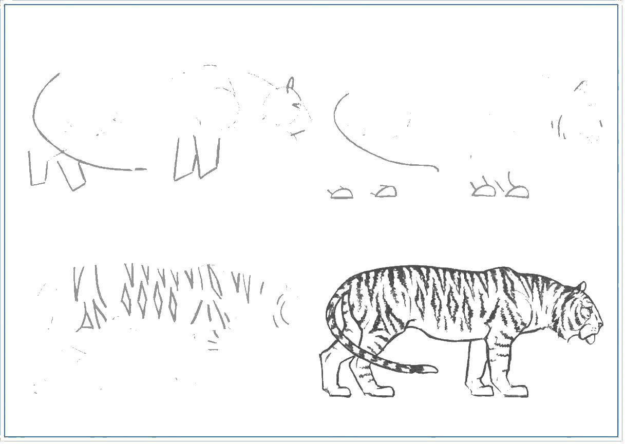 Розмальовки  Малюнок тигра. Завантажити розмальовку тигр, малюнок, етапи.  Роздрукувати ,як намалювати поетапно олівцем,