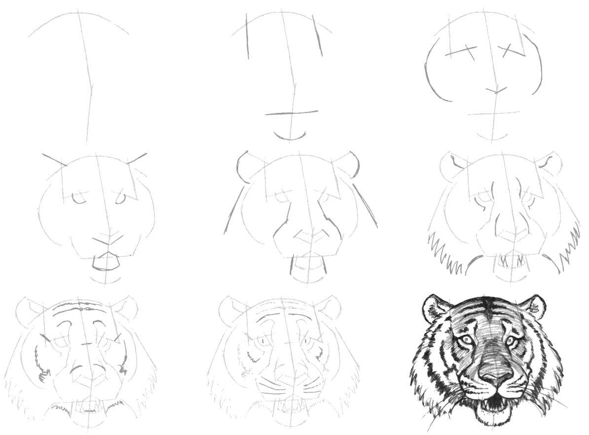 Название: Раскраска Мордочка тигра. Категория: как нарисовать поэтапно карандашом. Теги: Животные, тигр.