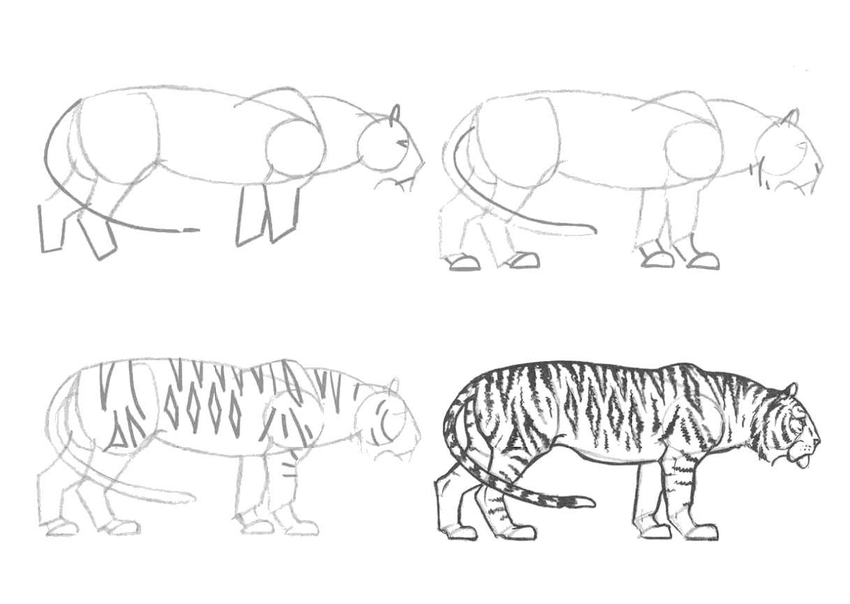 Название: Раскраска Рисуем тигра. Категория: как нарисовать поэтапно карандашом. Теги: Животные, тигр.