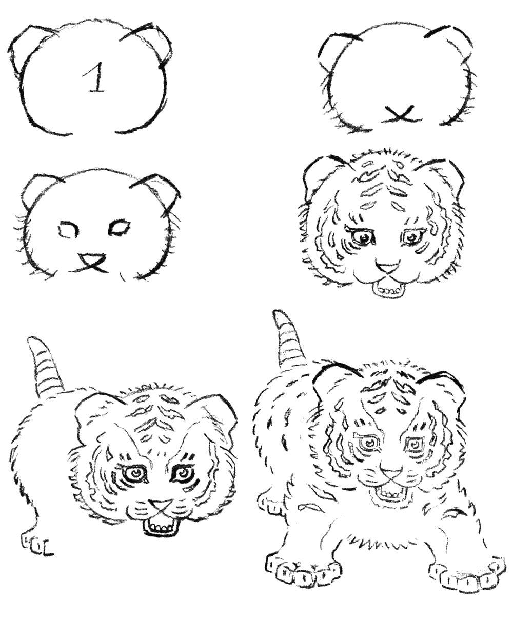Название: Раскраска Рисуем тигренка. Категория: как нарисовать поэтапно карандашом. Теги: Животные, тигр.