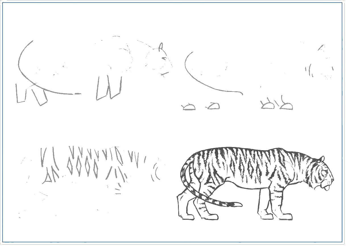 Раскраски Раскраска Рисунок тигра как нарисовать поэтапно карандашом,  скачать распечатать раскраски.