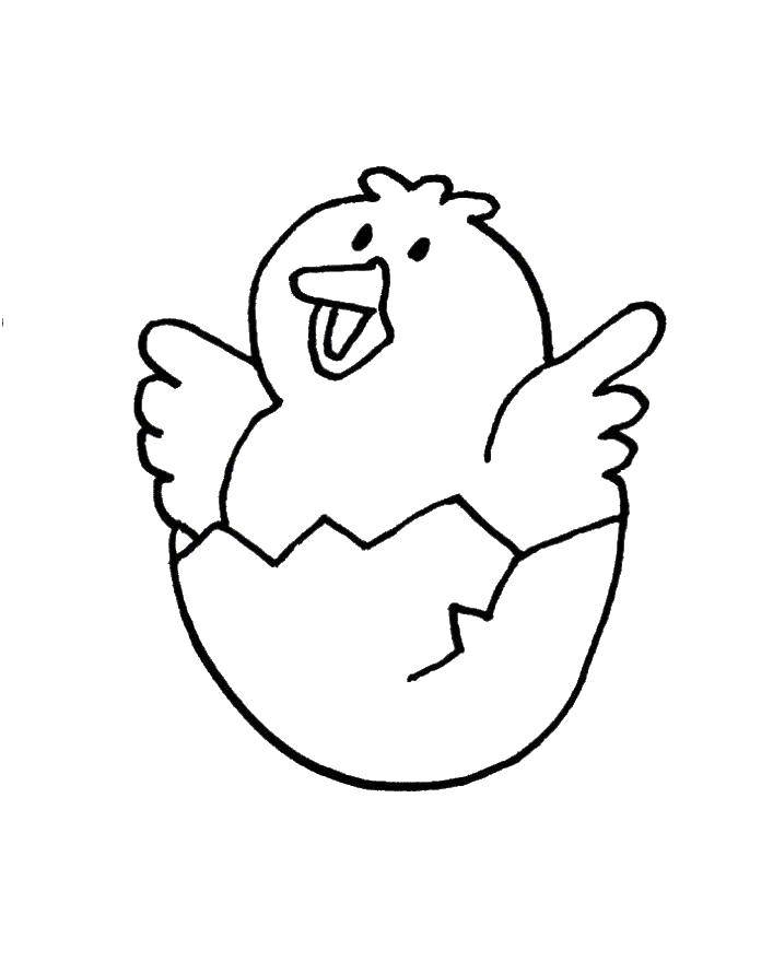 Coloring Chick just hatched. Category Coloring pages for kids. Tags:  Birds.