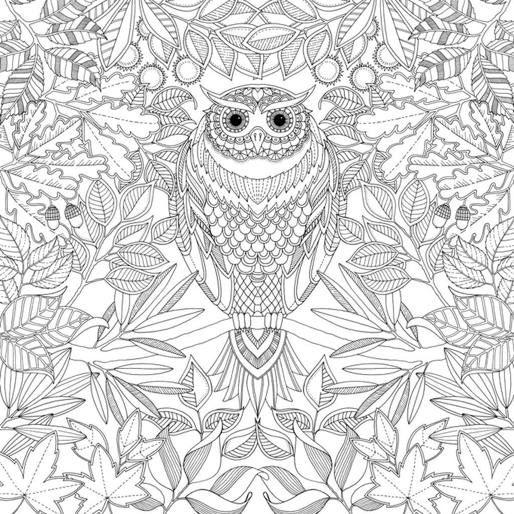 Coloring Owl in the leaves. Category coloring antistress. Tags:  Bathroom with shower.