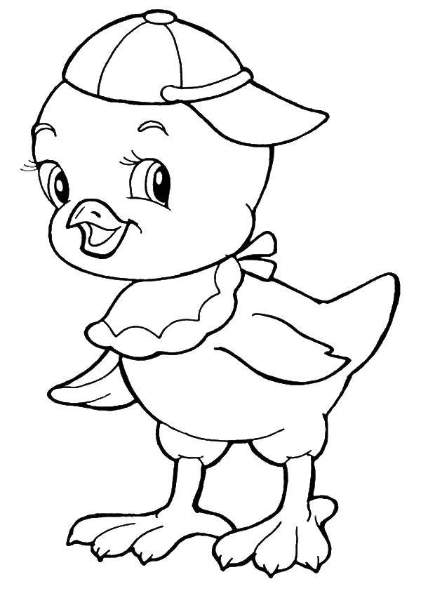 Coloring The chick in the cap. Category coloring. Tags:  chicken, hat, beak.