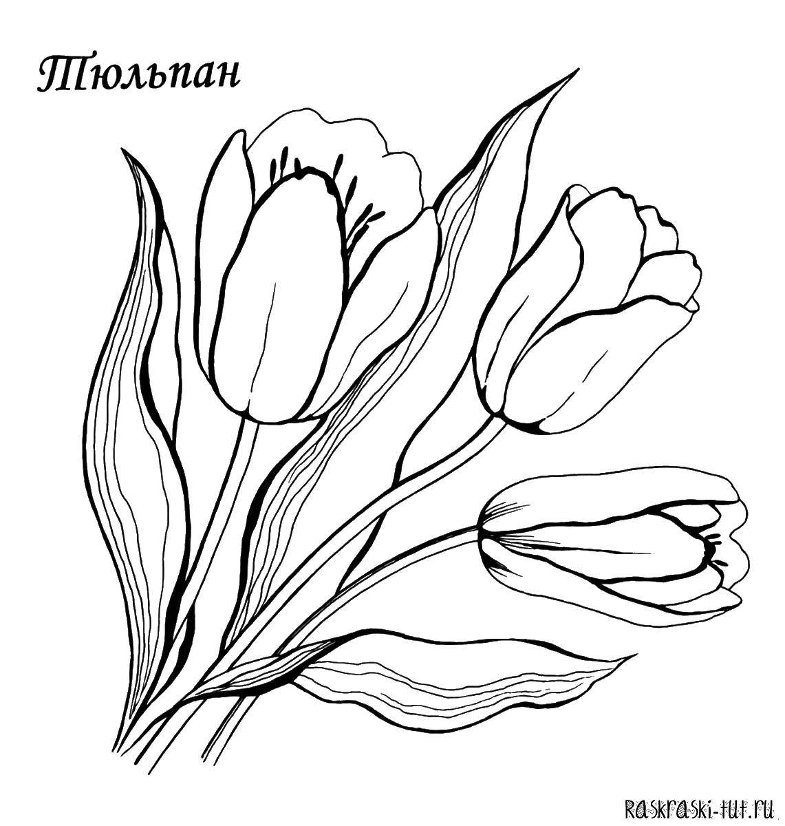 Coloring The buds of tulips. Category flowers. Tags:  Flowers, tulips.