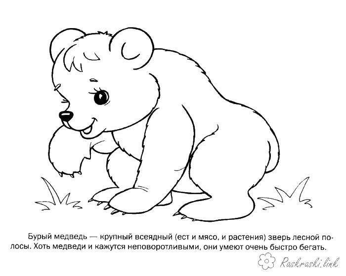 Название: Раскраска Маленький медвежонок. Категория: Животные. Теги: медведь, малыш, лапки.