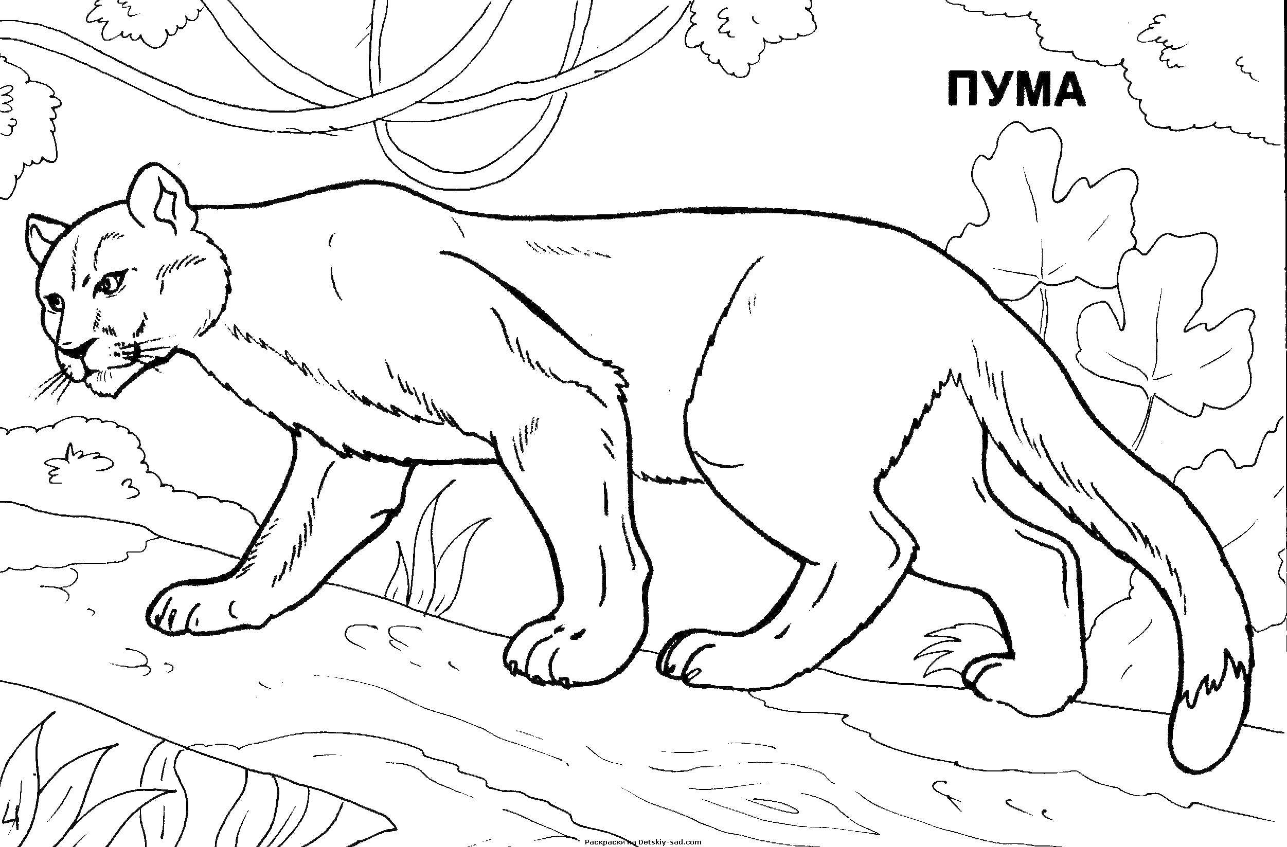 Coloring Cougar on a log. Category wild animals. Tags:  Puma, cat, log.