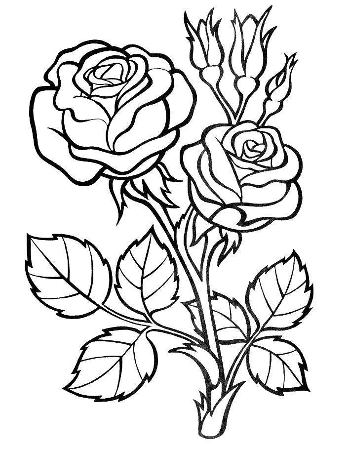 Coloring Roses with thorns. Category flowers. Tags:  Flowers, roses, thorns.