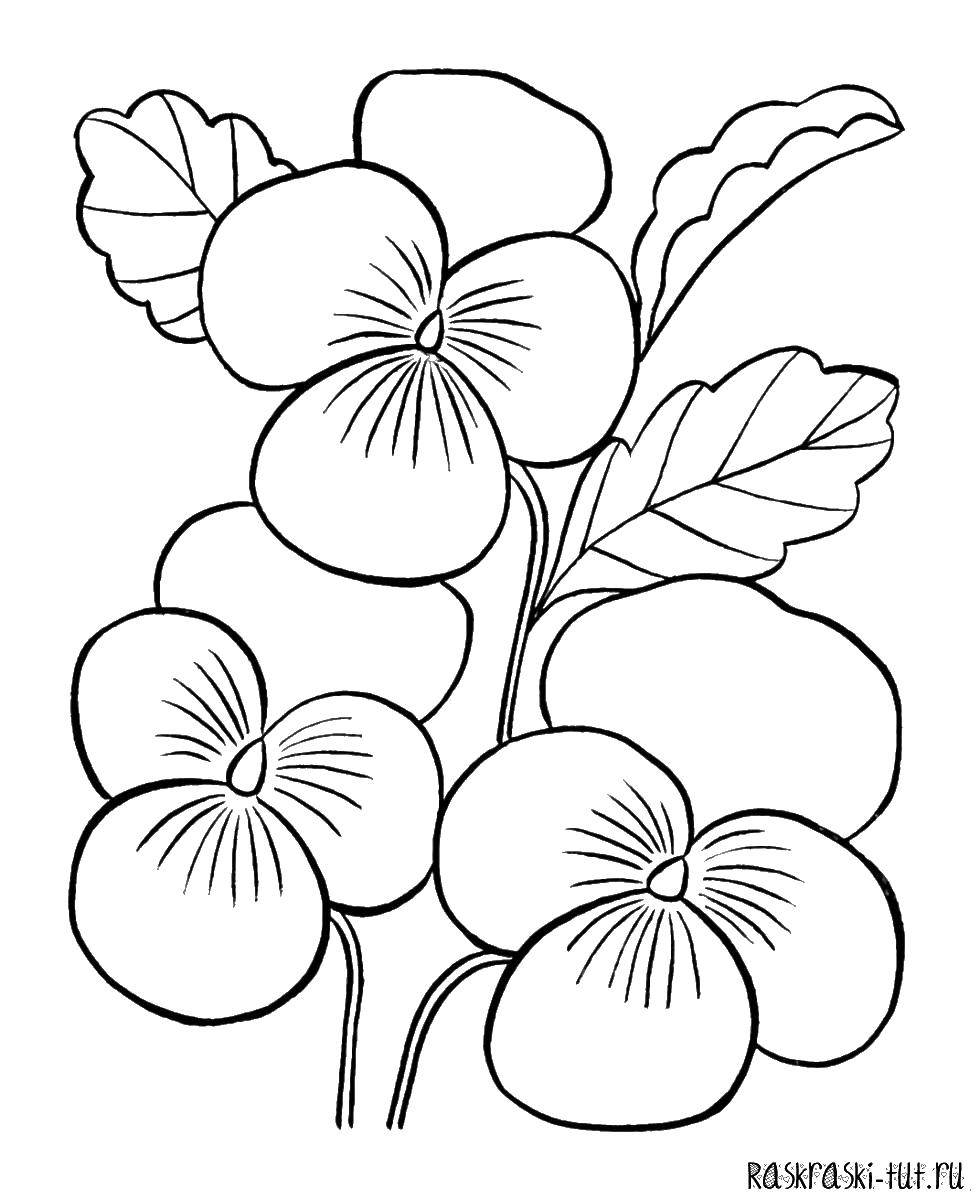 Coloring Flowers. Category flowers. Tags:  Flowers, flowers.