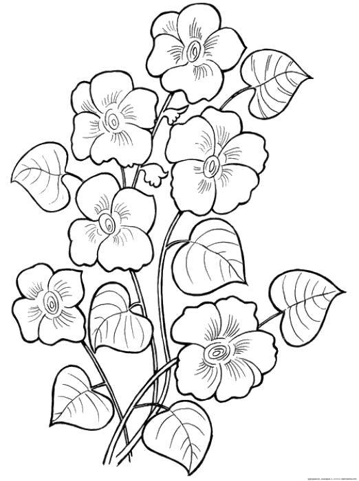Coloring Flowers and petals. Category flowers. Tags:  Flowers.