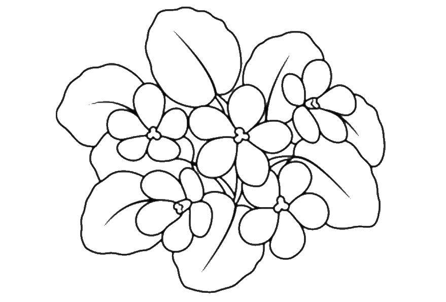 Coloring 5 flowers. Category flowers. Tags:  flowers, flowers.