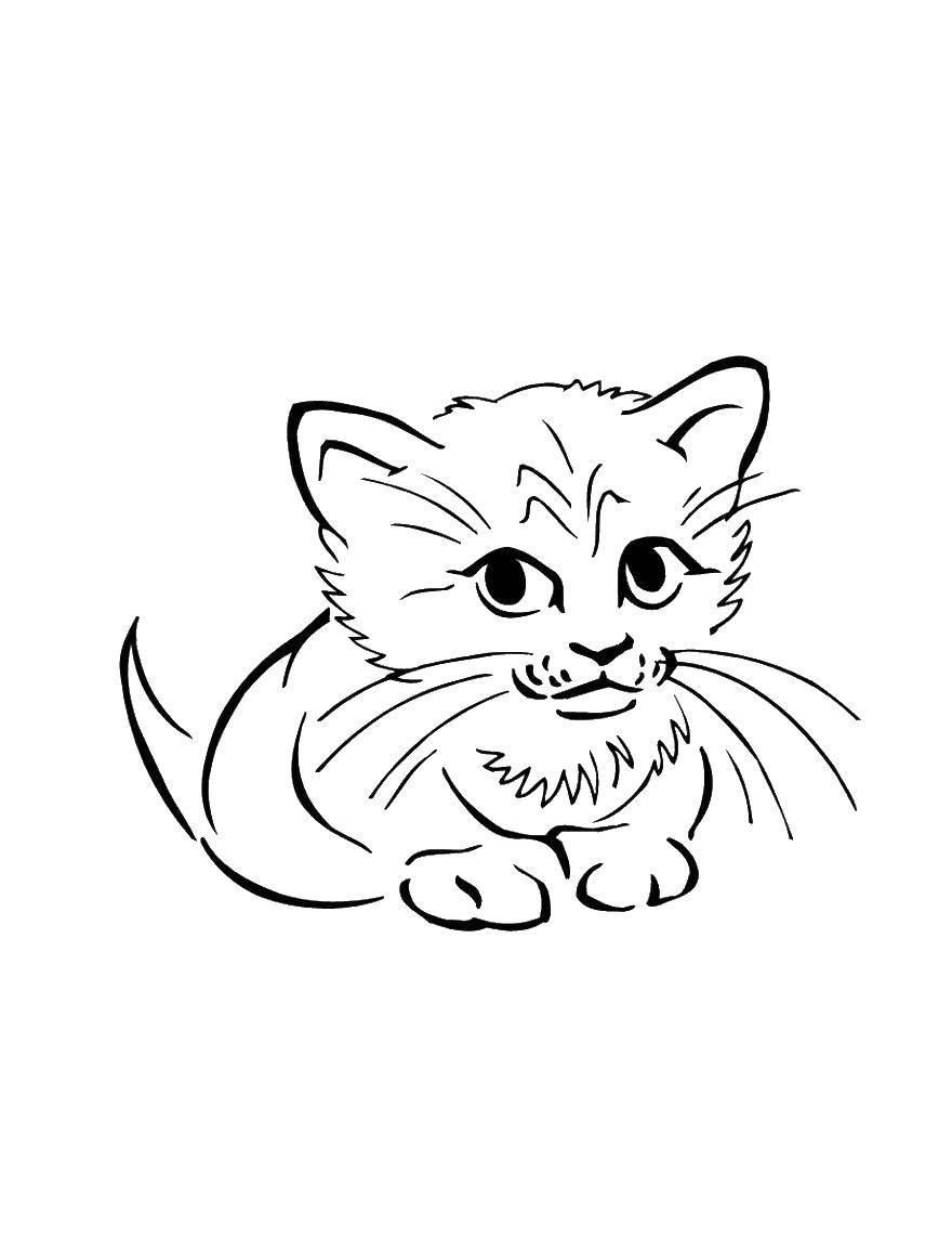 Coloring Kitten. Category seals. Tags:  animals, kitten, cat, kitty.