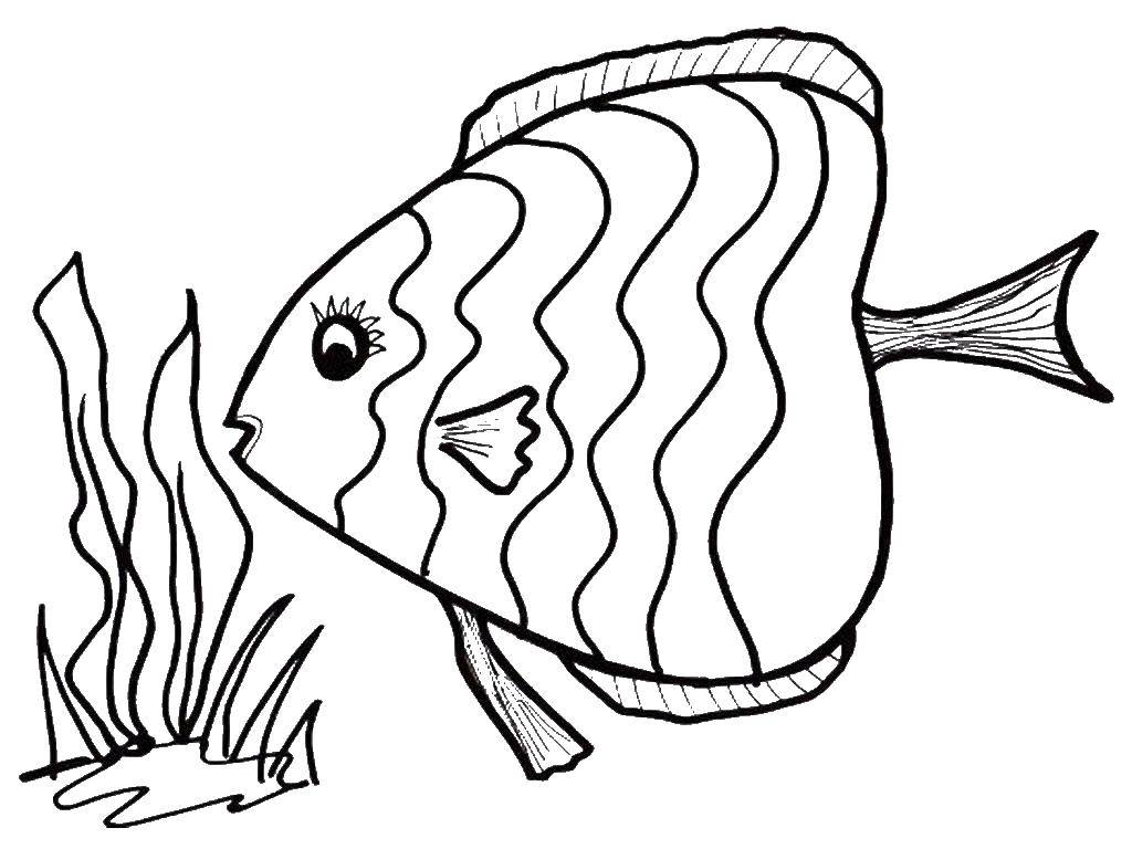 Название: Раскраска Рыбка с полосками. Категория: рыбы. Теги: рыбы, вода, рыбка.