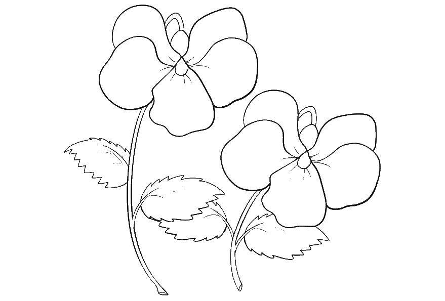 Coloring Flowers. Category flowers. Tags:  flowers, flowers, petals.
