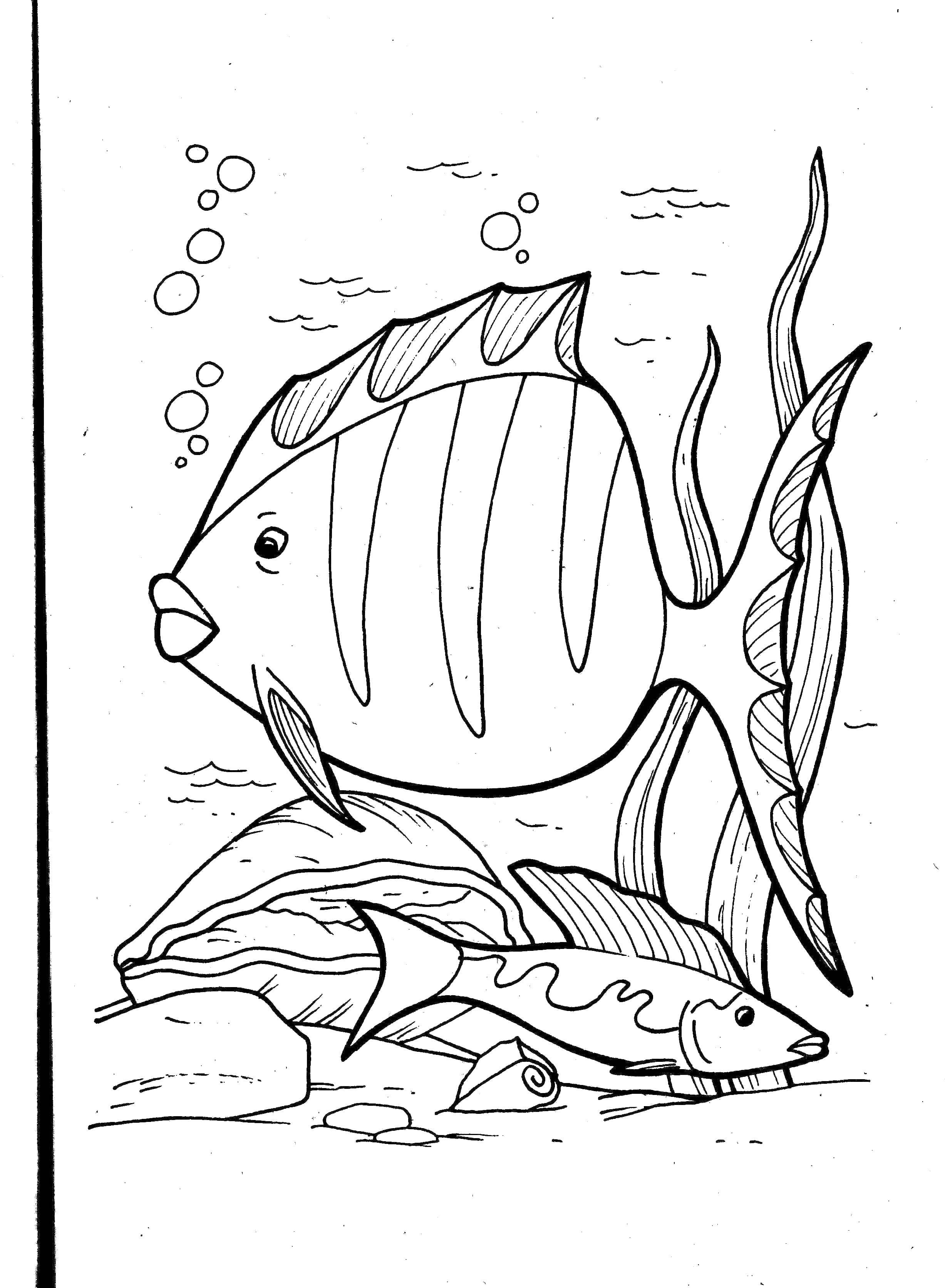 Название: Раскраска Плавающие рыбёшки. Категория: рыбы. Теги: Подводный мир, рыба.