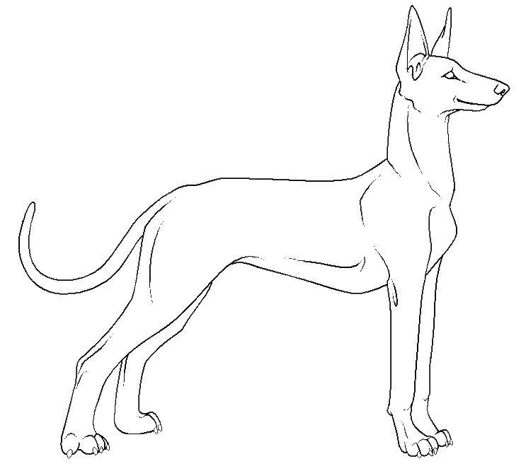 Coloring Dog. Category dogs. Tags:  dogs, dog, dog, animals.