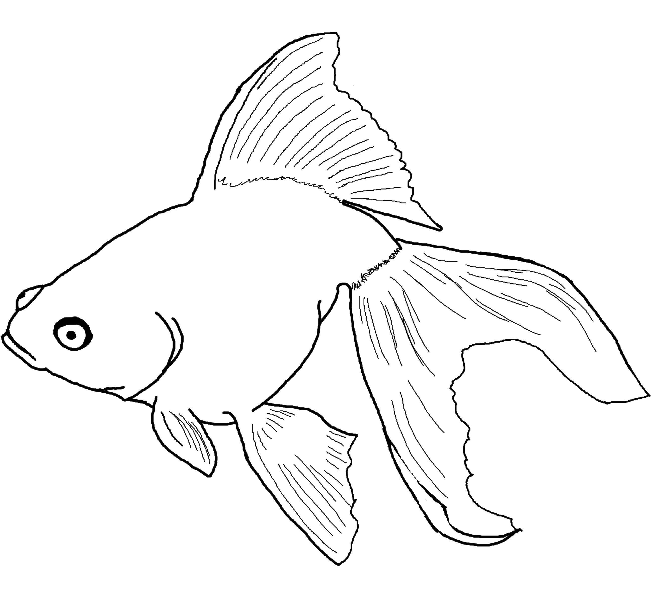 Название: Раскраска Золотая рыбка. Категория: рыбы. Теги: Подводный мир, рыба, зототая рыбка.