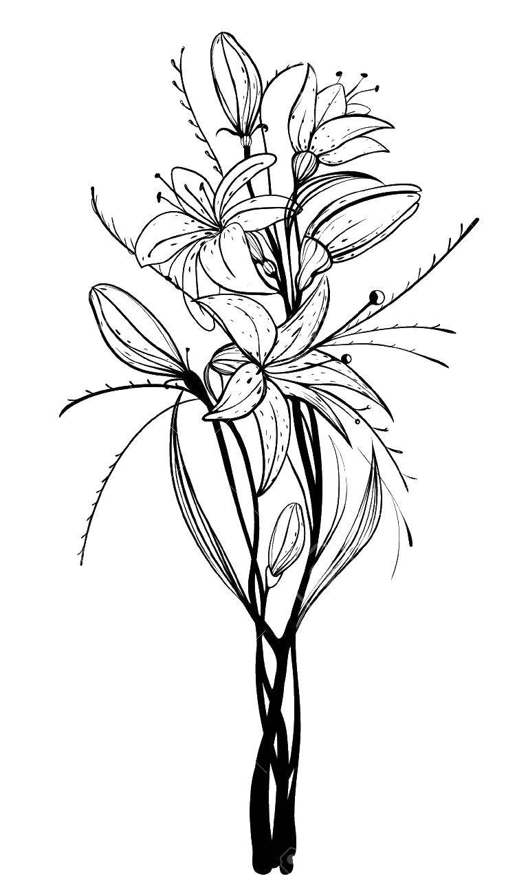 Coloring A bouquet of lilies. Category flowers. Tags:  flowers, lilies, bouquet.