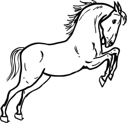 Название: Раскраска Лошадь прыгает. Категория: Животные. Теги: животные, лошади.