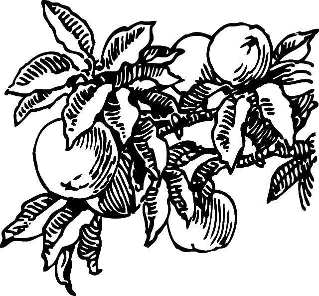 Название: Раскраска Персики. Категория: фрукты. Теги: фрукты, веточка, персики.