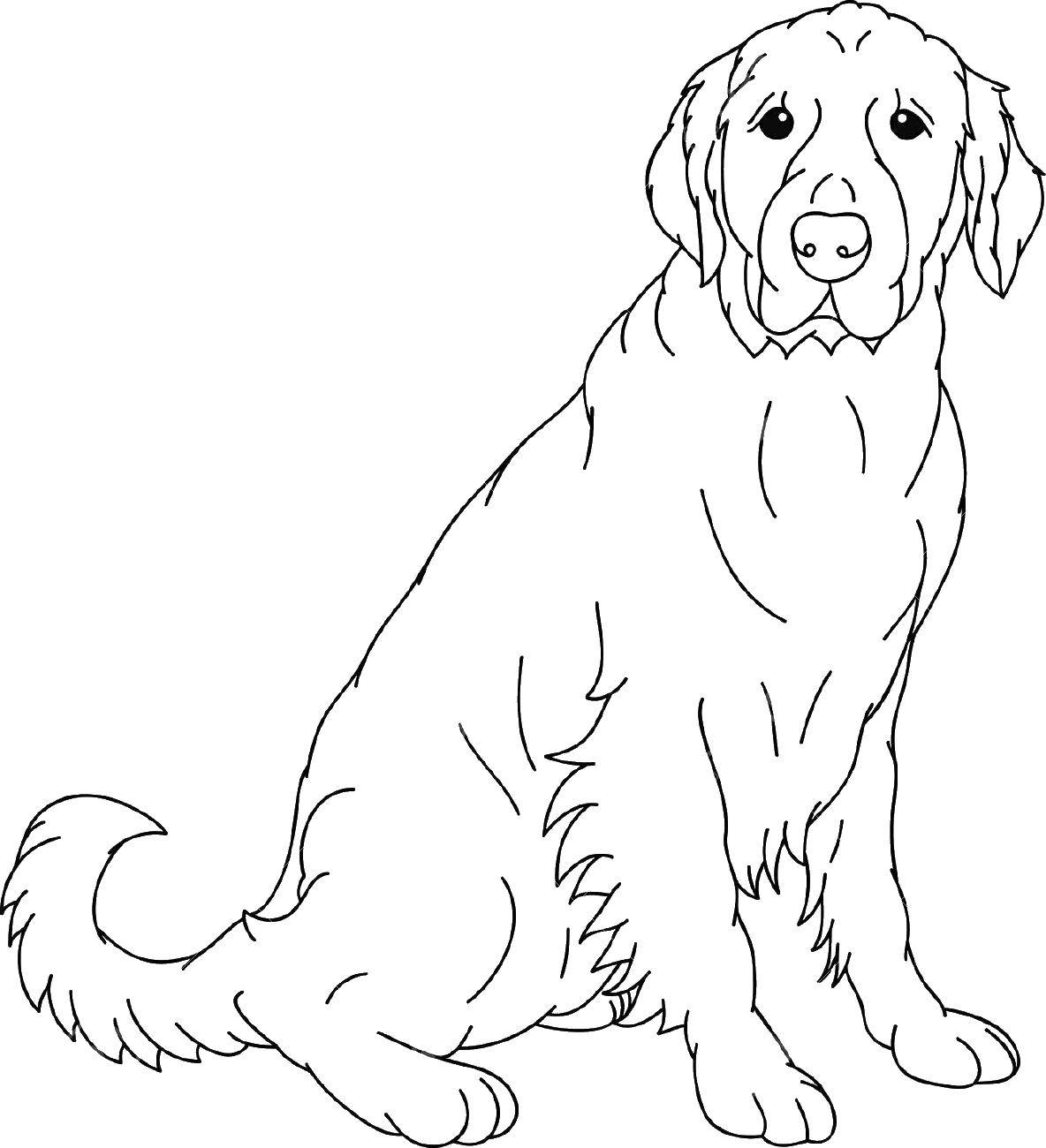 Coloring Fluffy dog.. Category Animals. Tags:  Animals, dog.
