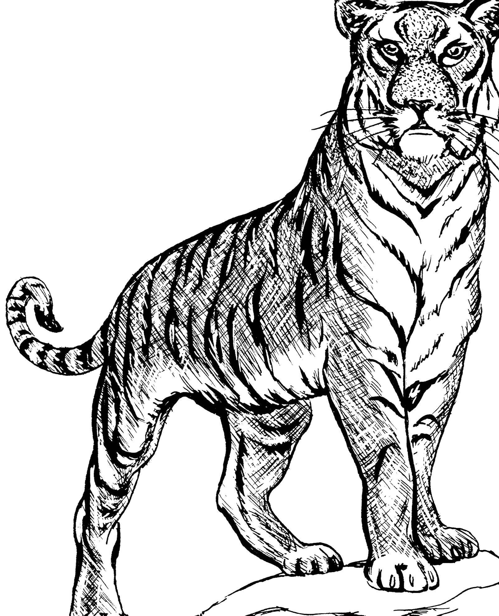 Coloring Tiger. Category Animals. Tags:  animals, tiger, tigers.