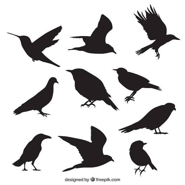 Название: Раскраска Контуры разных птичек. Категория: Контуры птиц. Теги: Контур.