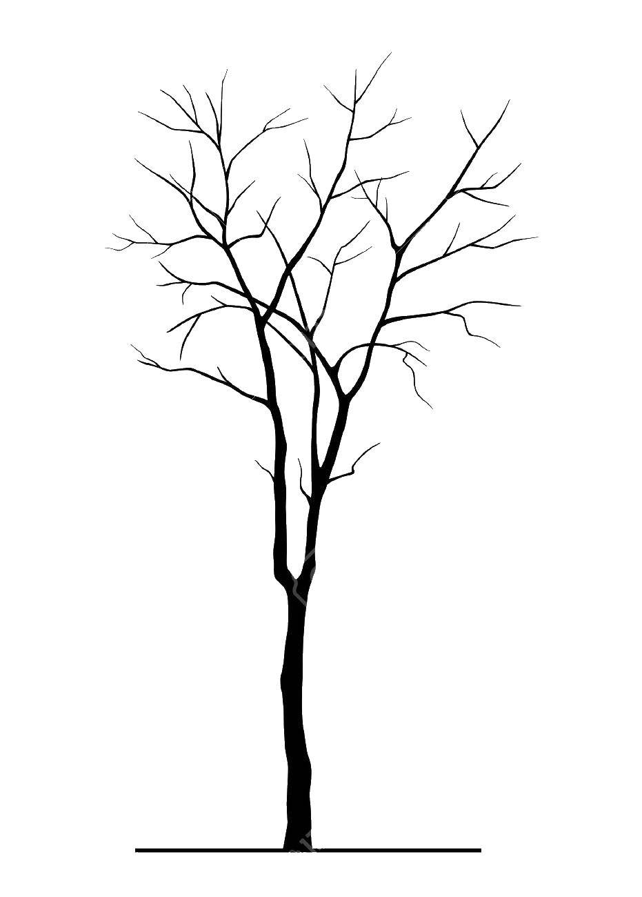 Название: Раскраска Контур деревца. Категория: Контур дерева. Теги: Контур.
