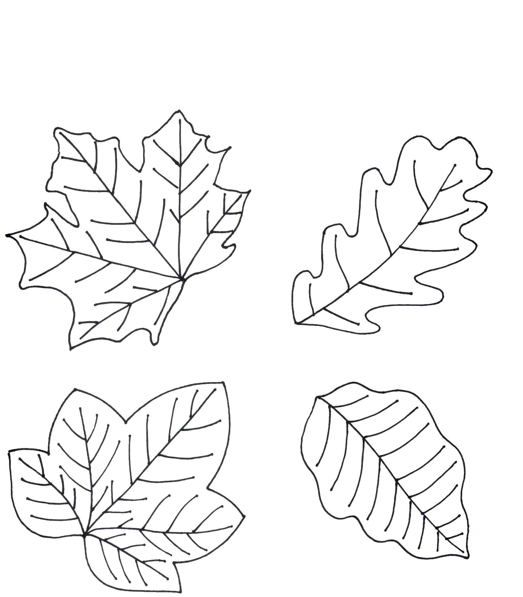 Название: Раскраска Листья. Категория: дерево. Теги: деревья, листья, листики.