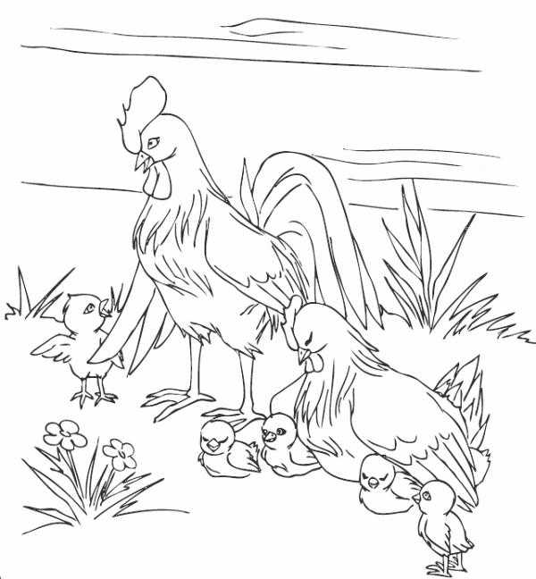 Название: Раскраска Рисунок петух и семья. Категория: домашние животные. Теги: Петух, курица.