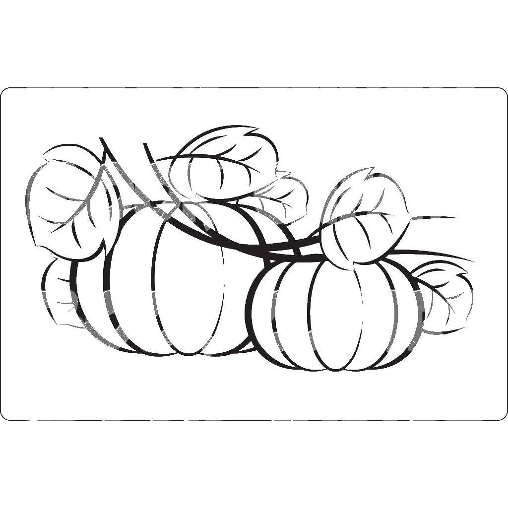 Название: Раскраска Тыквы. Категория: тыква на хэллоуин. Теги: тыквы, осень.