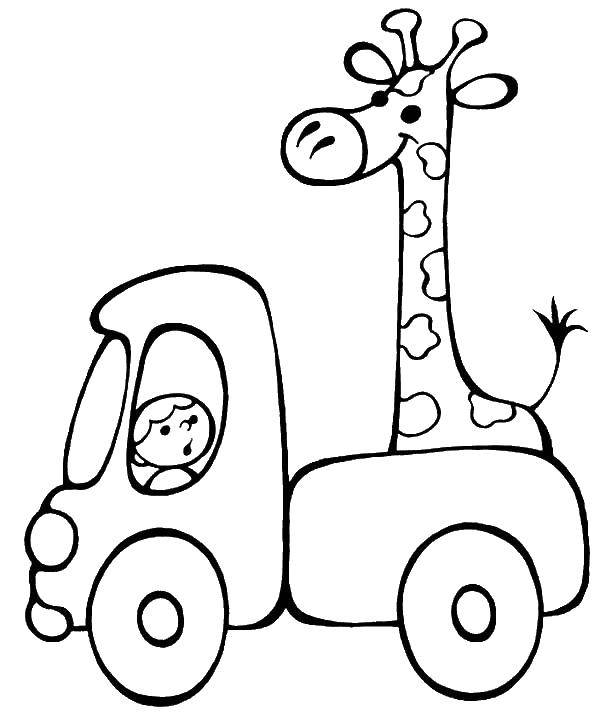 Название: Раскраска Водитель везет жирафа. Категория: малышам. Теги: Машина, жираф.