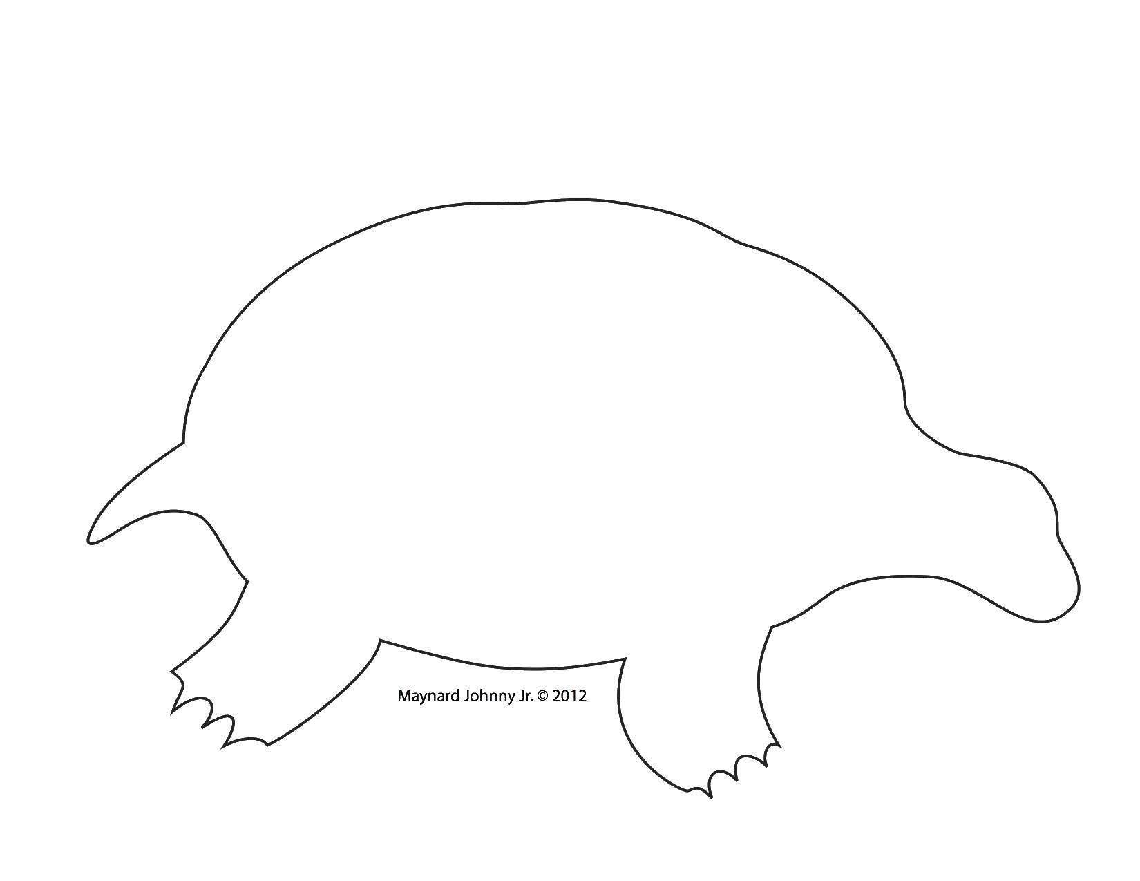 Название: Раскраска Контур черепахи. Категория: Контур животных. Теги: контур, черепаха, панцирь.