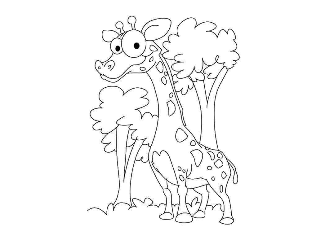 Coloring Giraffe and trees. Category Animals. Tags:  giraffe, trees.
