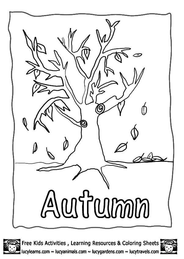 Название: Раскраска Голое дерево. Категория: Осень. Теги: дерево, листья, осень.