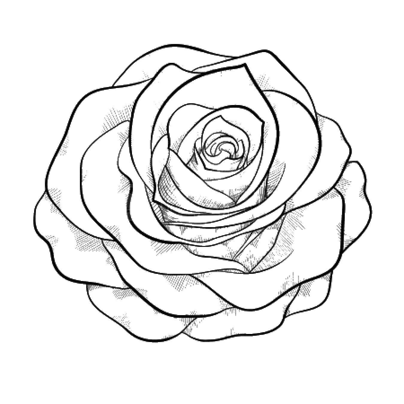 Coloring Rosebud. Category The contours of a rose. Tags:  rose, flower, lipestki.