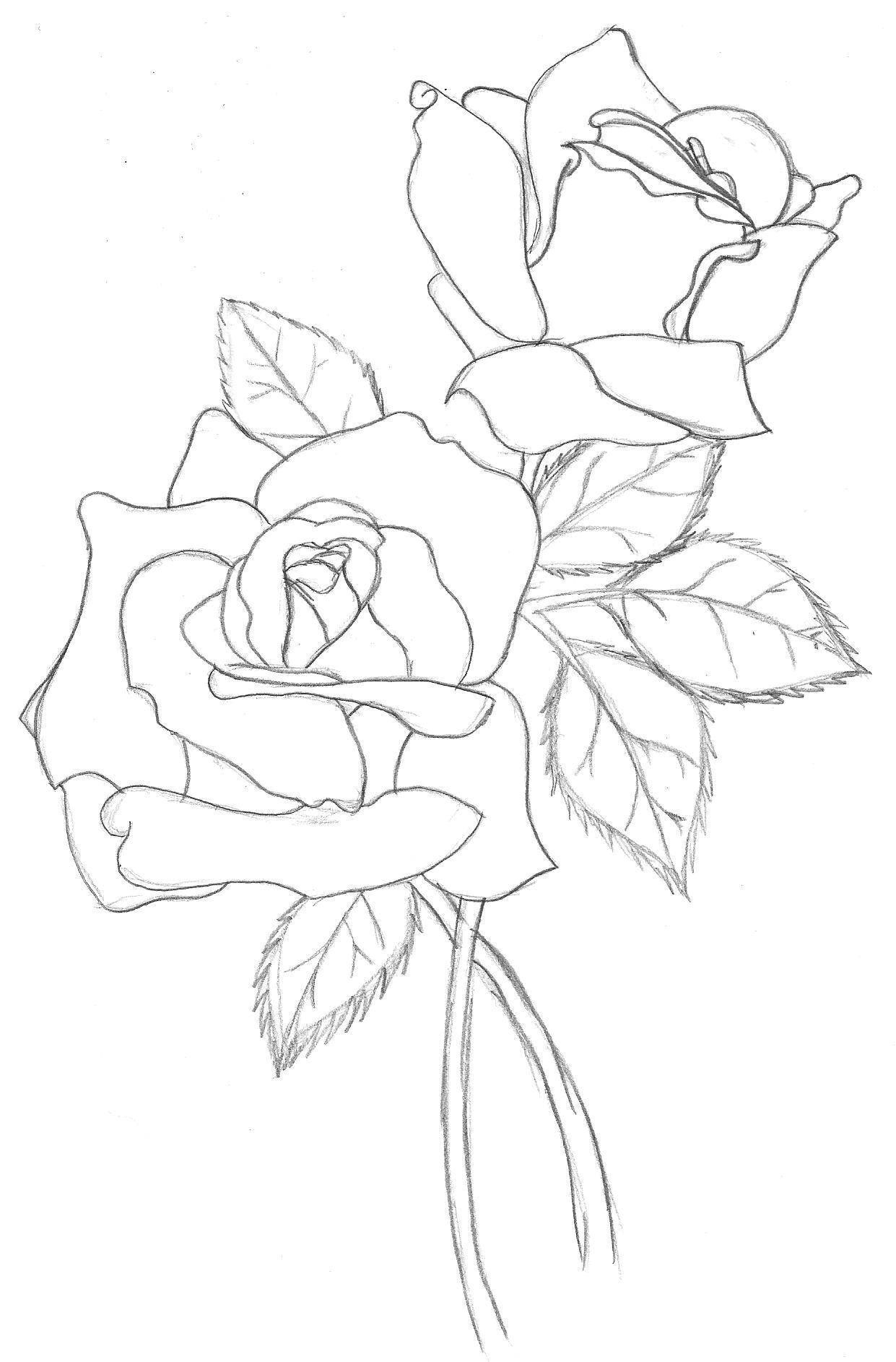 Coloring The contours of the roses. Category The contours of a rose. Tags:  rose, flowers.