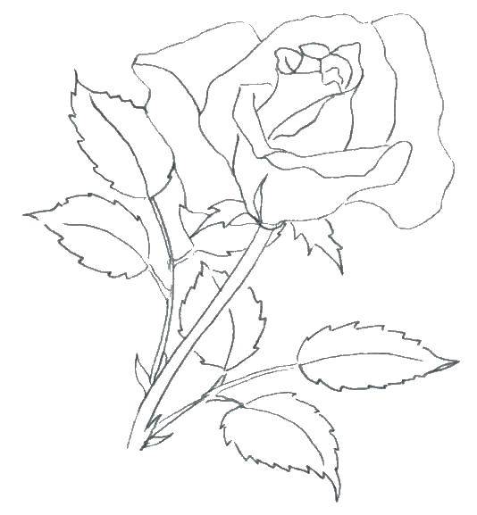 Название: Раскраска Роза. Категория: Контуры розы. Теги: контуры розы, роза.