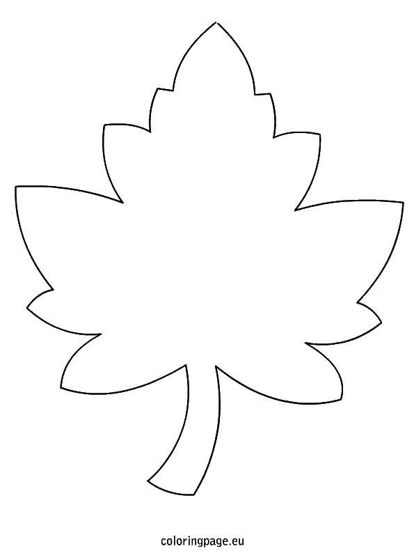 Coloring The outline of the leaf. Category The contours of the leaves of the trees. Tags:  leaves, foliage.
