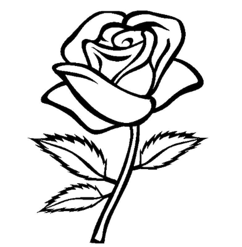 Coloring Beautiful rose. Category The contours of a rose. Tags:  rose, flowers.