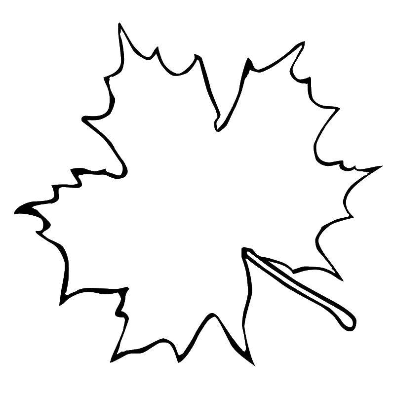 Coloring Sheet. Category The contours of the leaves of the trees. Tags:  the contours of the sheet, the outlines, templates.