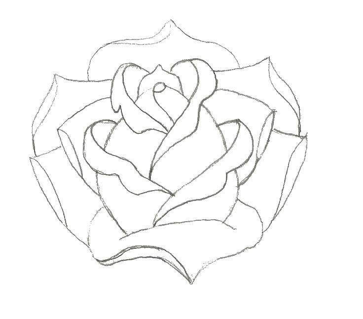 Название: Раскраска Роза. Категория: Контуры розы. Теги: контуры роза.