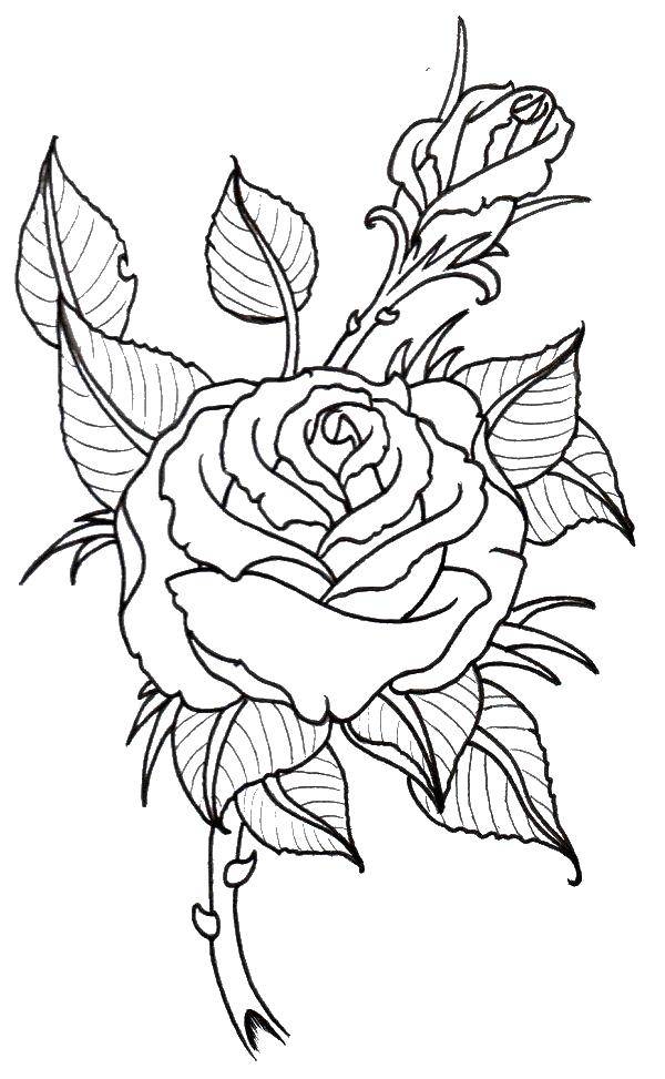Название: Раскраска Розы с шипами. Категория: Контуры розы. Теги: розы, цветы.
