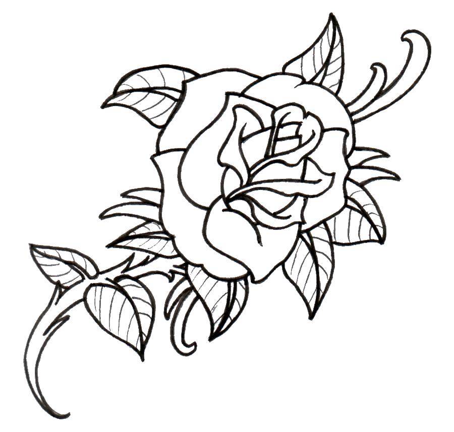 Название: Раскраска Ветка розы. Категория: Контуры розы. Теги: Роза.
