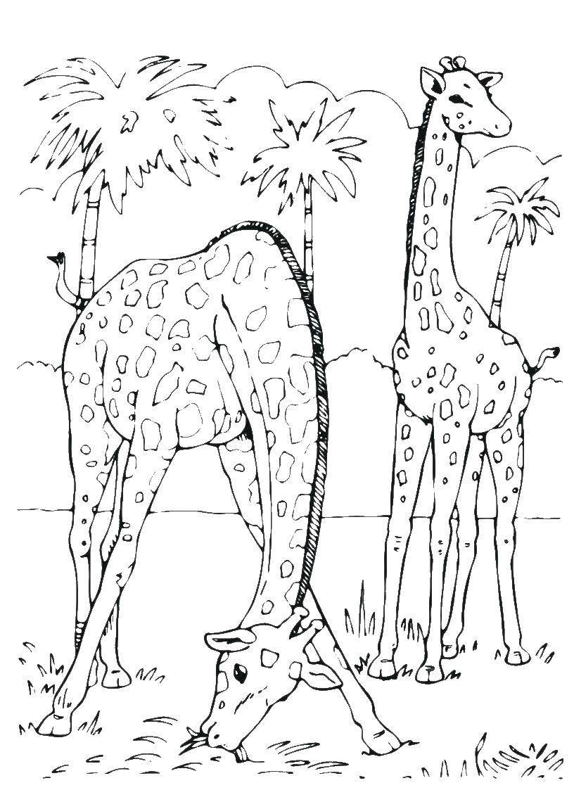Розмальовки  Жирафи шипают траву. Завантажити розмальовку жираф.  Роздрукувати ,Зоопарк,