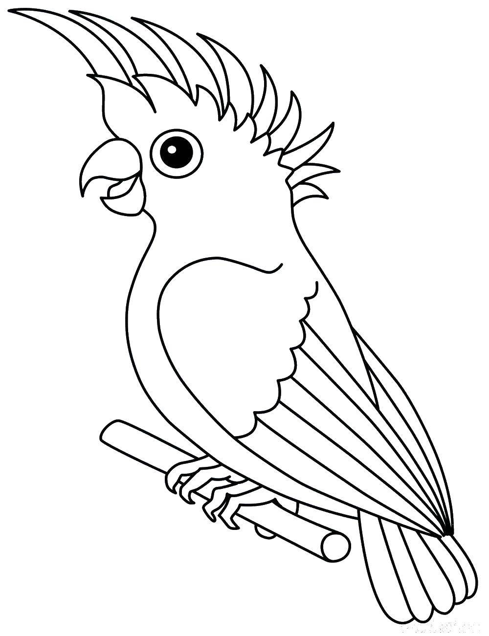 Название: Раскраска Попугай сидит на ветке. Категория: раскраски попугай. Теги: попугай, ветка, птица, глаза.