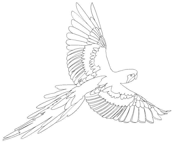 Coloring Parrot in flight. Category coloring pages parrot. Tags:  parakeet, bird, wings.